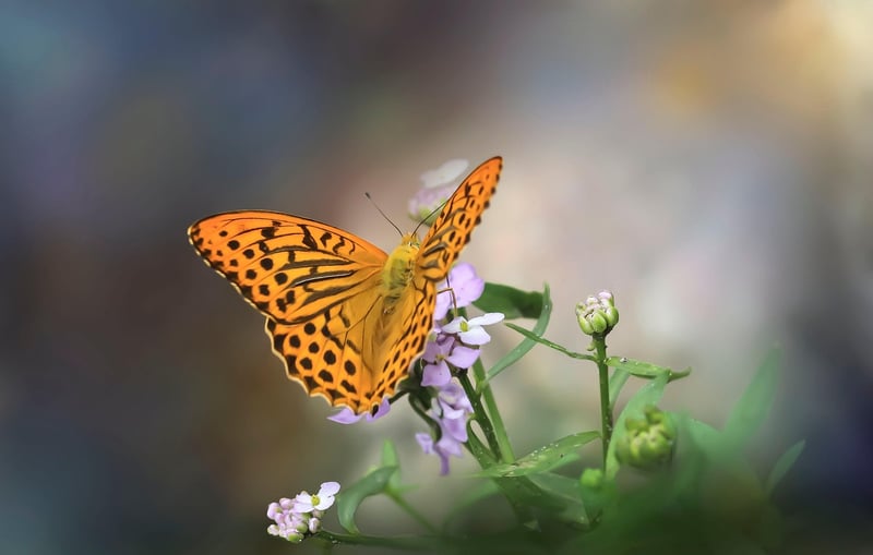 Release of Butterflies